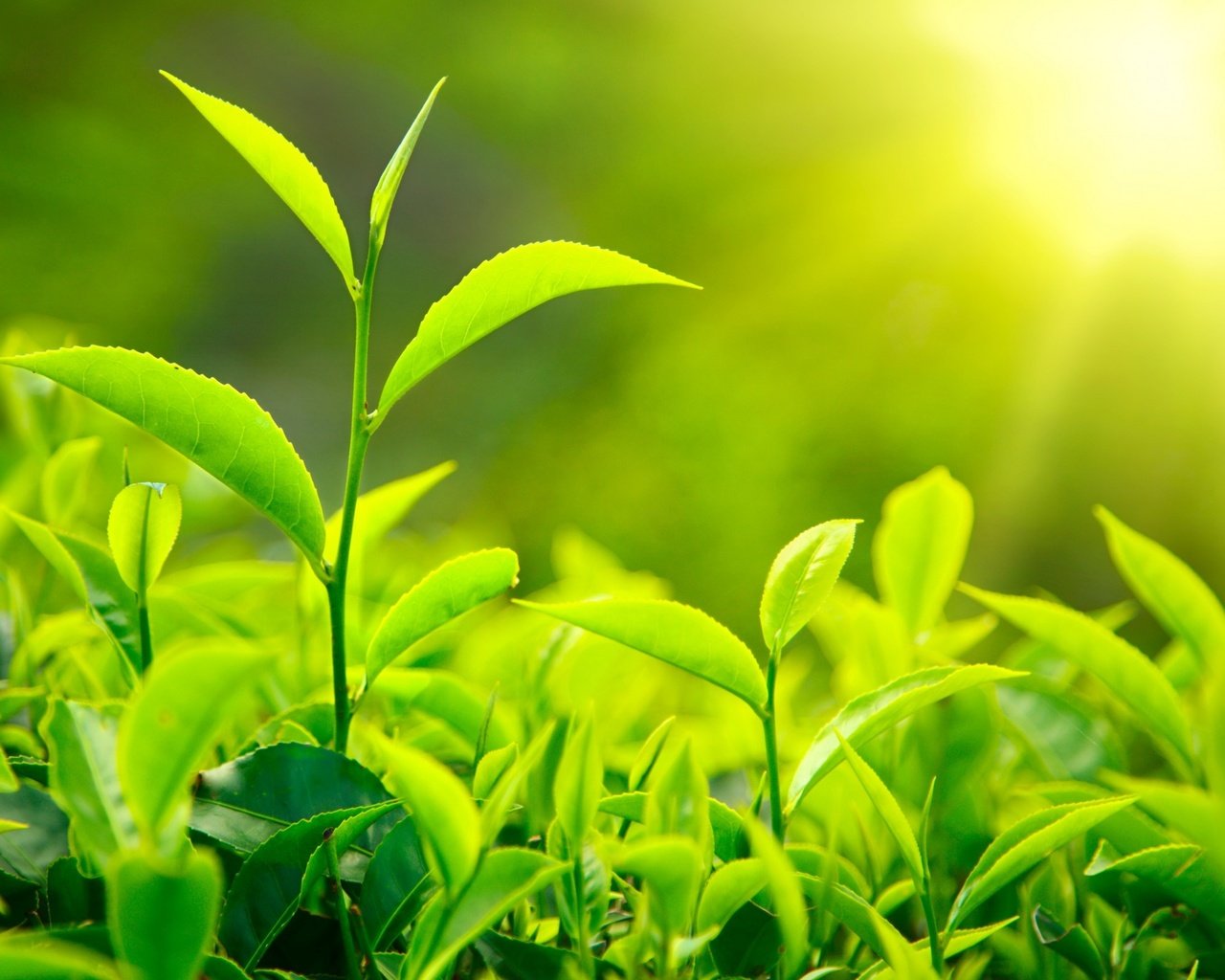 Обои природа, листья, макро, зеленые, солнечный свет, чайные, листики чая, nature, leaves, macro, green, sunlight, tea разрешение 2560x1600 Загрузить
