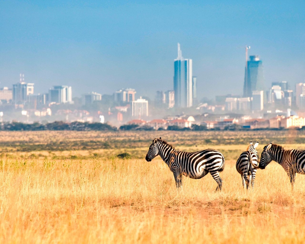 Обои зебра, поле, город, африка, кения, зебры, nairobi national park, найроби, zebra, field, the city, africa, kenya разрешение 4000x2249 Загрузить