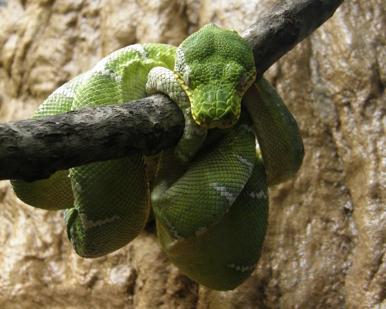 Обои змея, отдых, зеленая, питон, рептилия, пресмыкающиеся, древесный питон, snake, stay, green, python, reptile, reptiles разрешение 1920x1200 Загрузить