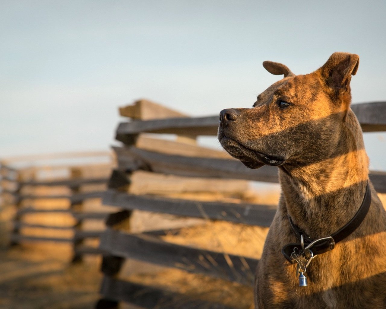 Обои морда, взгляд, забор, собака, питбультерьер, питбуль, face, look, the fence, dog, pit bull terrier, pit bull разрешение 1920x1080 Загрузить