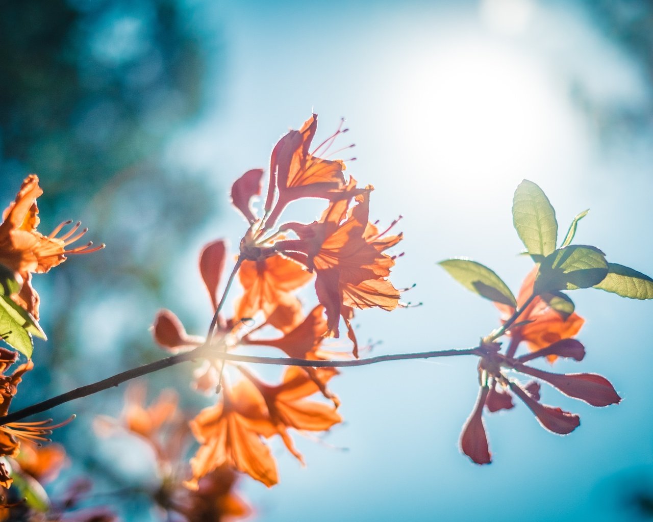 Обои небо, цветы, ветка, природа, листья, листва, рододендрон, the sky, flowers, branch, nature, leaves, foliage, rhododendron разрешение 4896x3264 Загрузить