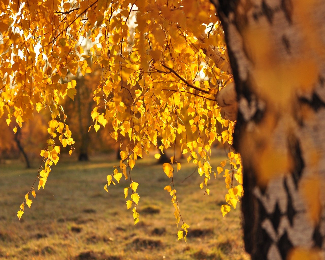 Обои дерево, листья, ветки, осень, береза, солнечный свет, tree, leaves, branches, autumn, birch, sunlight разрешение 4288x2848 Загрузить