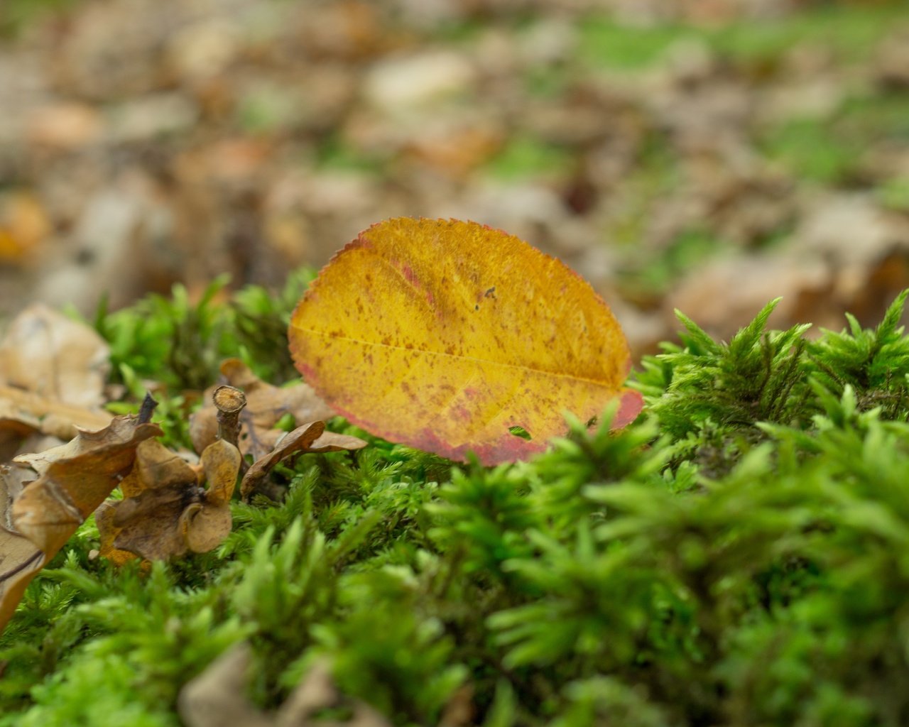 Обои природа, осень, лист, размытость, мох, сухие листья, nature, autumn, sheet, blur, moss, dry leaves разрешение 5456x3632 Загрузить