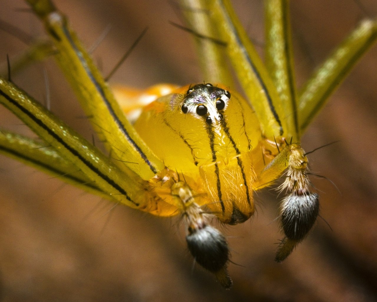 Обои паук, крупным планом, членистоногие, spider, closeup, arthropods разрешение 3931x2904 Загрузить