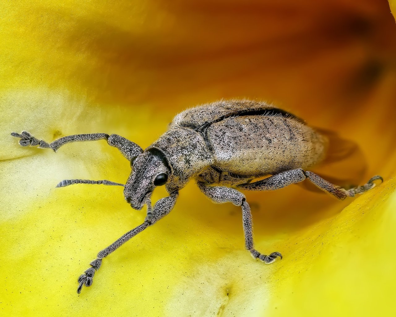 Обои жук, насекомое, крупным планом, долгоносик, beetle, insect, closeup, weevil разрешение 3974x2711 Загрузить