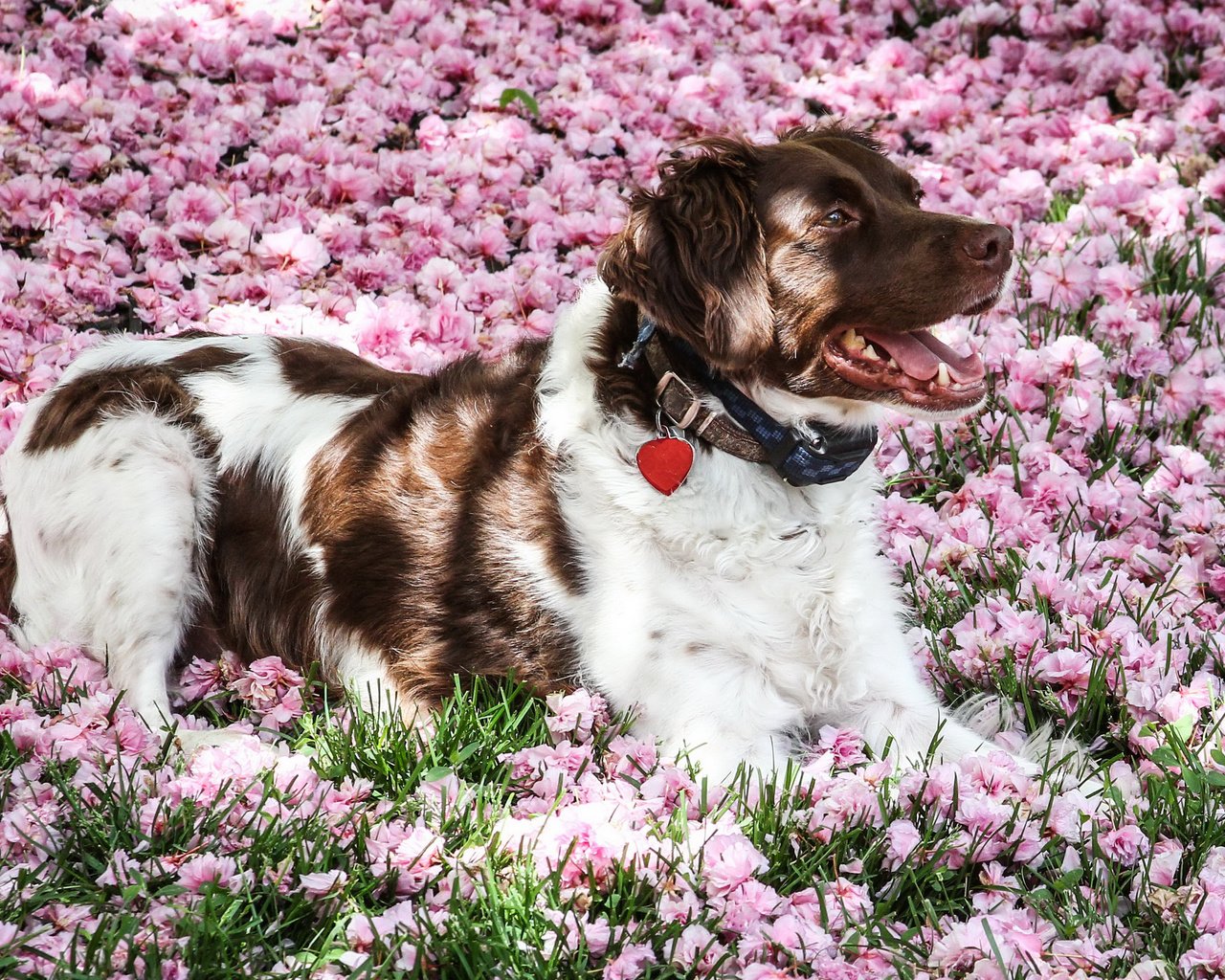 Обои цветы, мордочка, взгляд, собака, ошейник, австралийская овчарка, flowers, muzzle, look, dog, collar, australian shepherd разрешение 2400x1600 Загрузить
