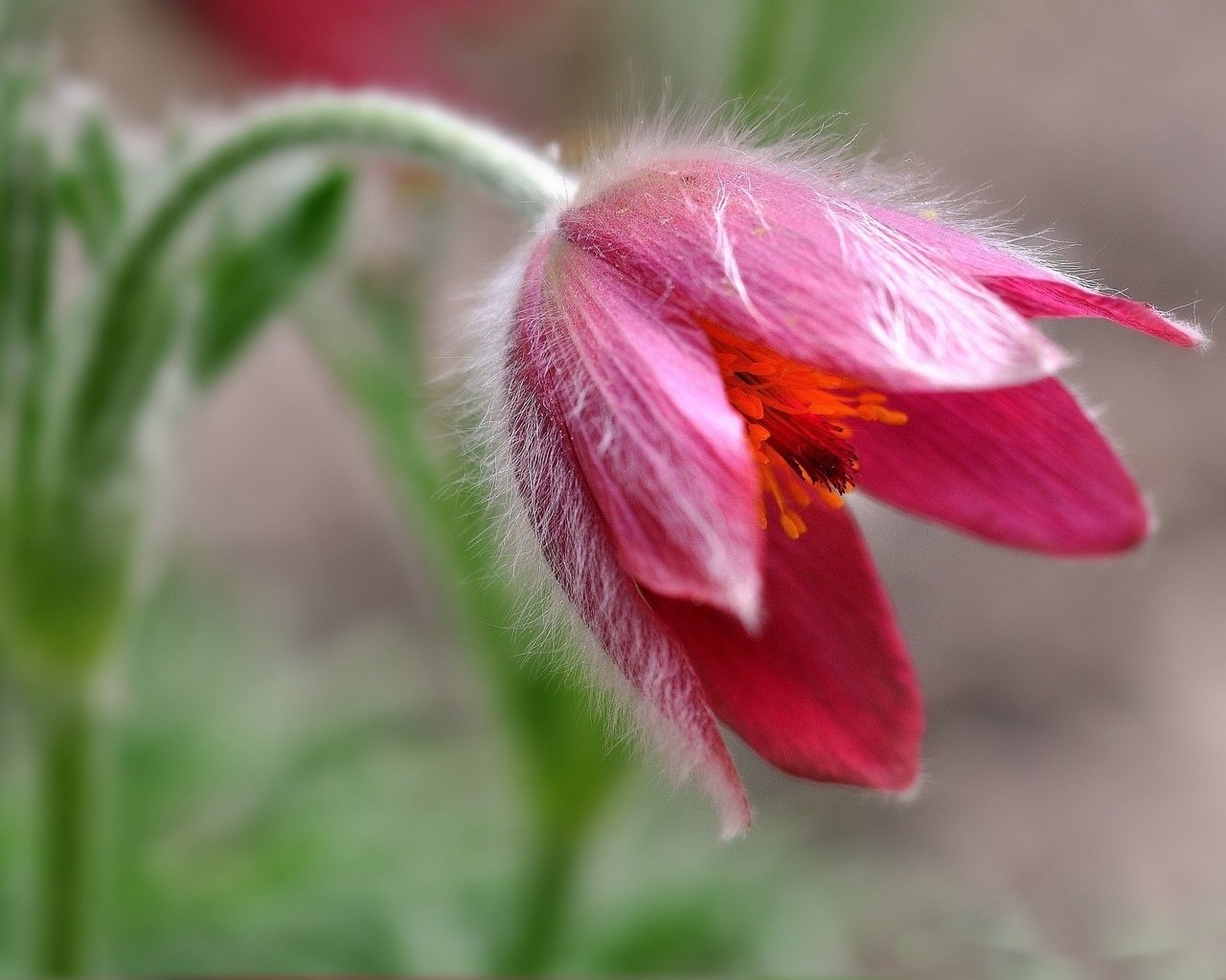 Обои макро, цветок, боке, сон-трава, прострел, macro, flower, bokeh, sleep-grass, cross разрешение 2048x1332 Загрузить