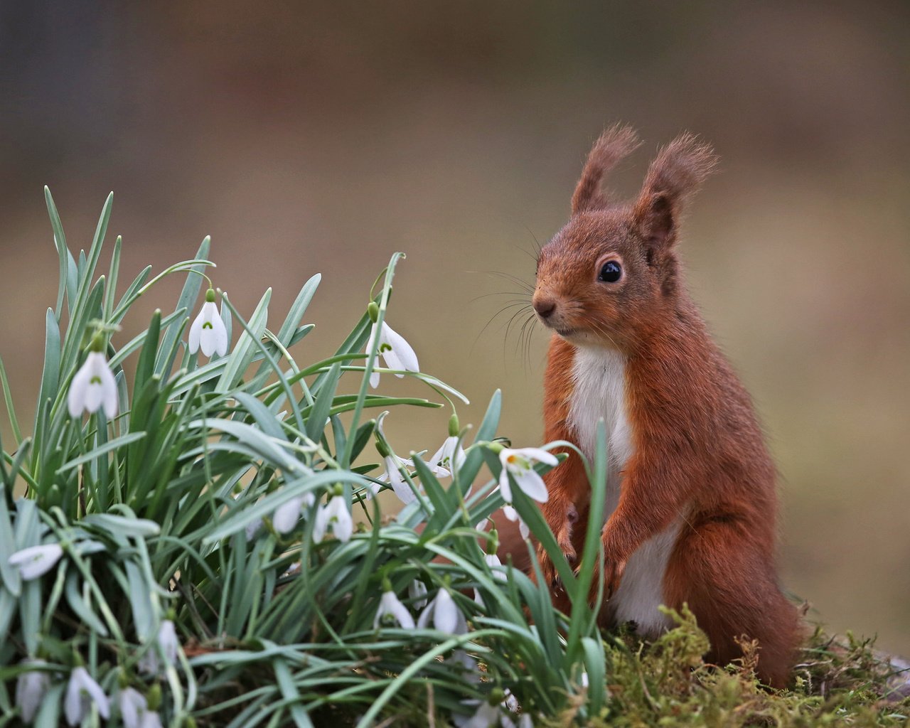 Обои цветы, природа, весна, белка, подснежники, грызун, flowers, nature, spring, protein, snowdrops, rodent разрешение 2048x1266 Загрузить