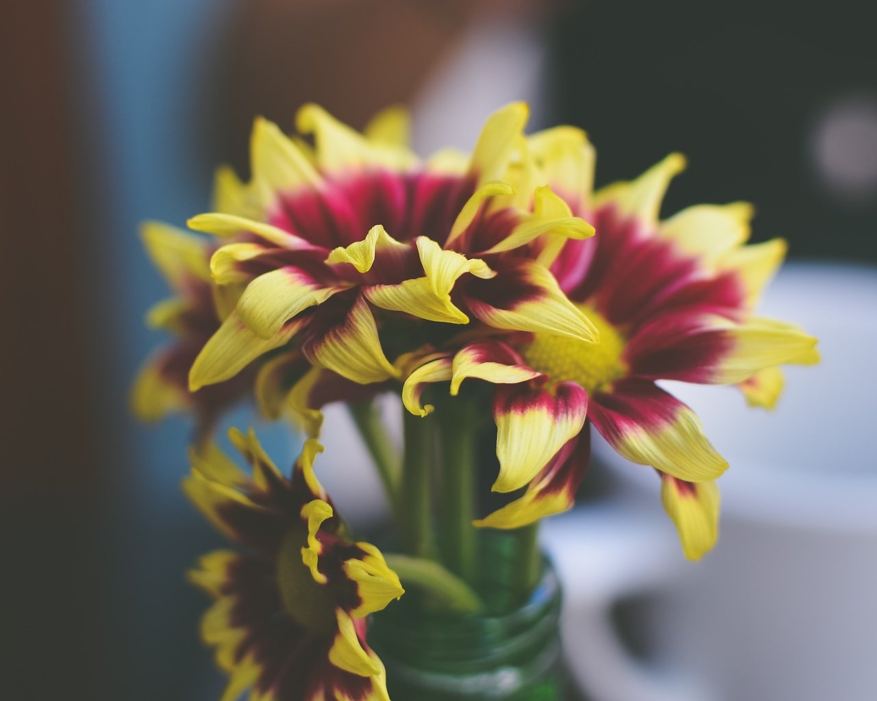 Обои цветы, лепестки, букет, ваза, хризантемы, flowers, petals, bouquet, vase, chrysanthemum разрешение 4928x2444 Загрузить