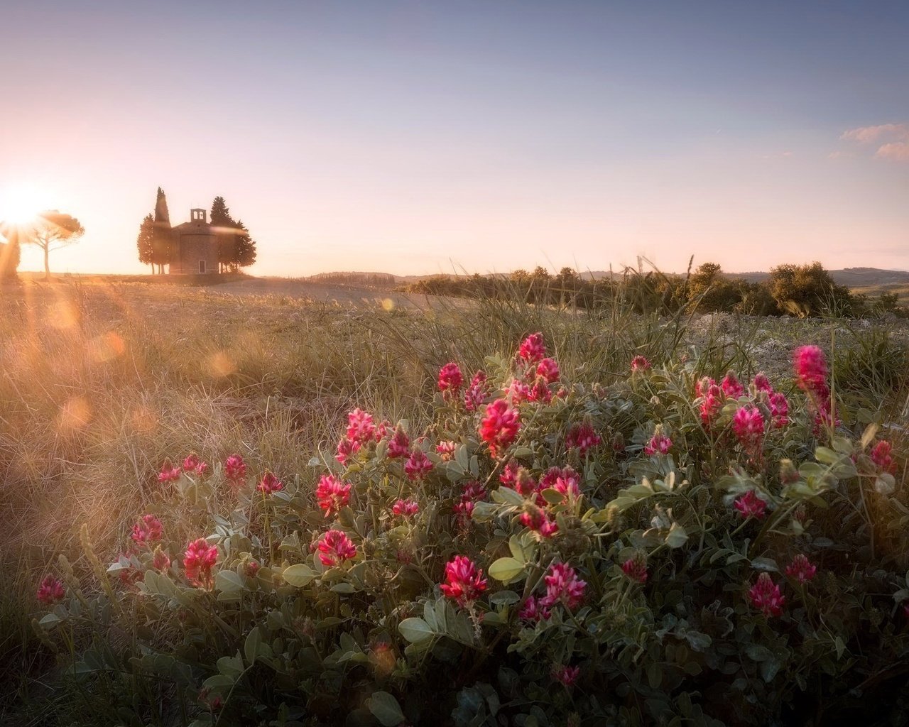 Обои небо, цветы, утро, поле, горизонт, солнечные лучи, the sky, flowers, morning, field, horizon, the sun's rays разрешение 2048x1326 Загрузить