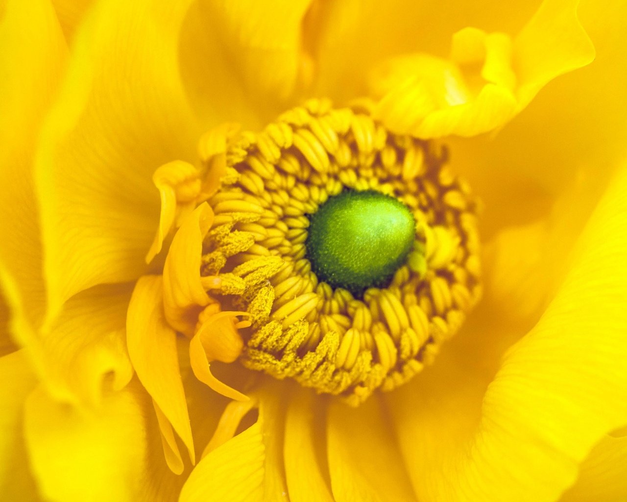 Обои цветы, желтый, макро, лепестки, тычинки, анемона, анемоны, flowers, yellow, macro, petals, stamens, anemone, anemones разрешение 2048x1152 Загрузить