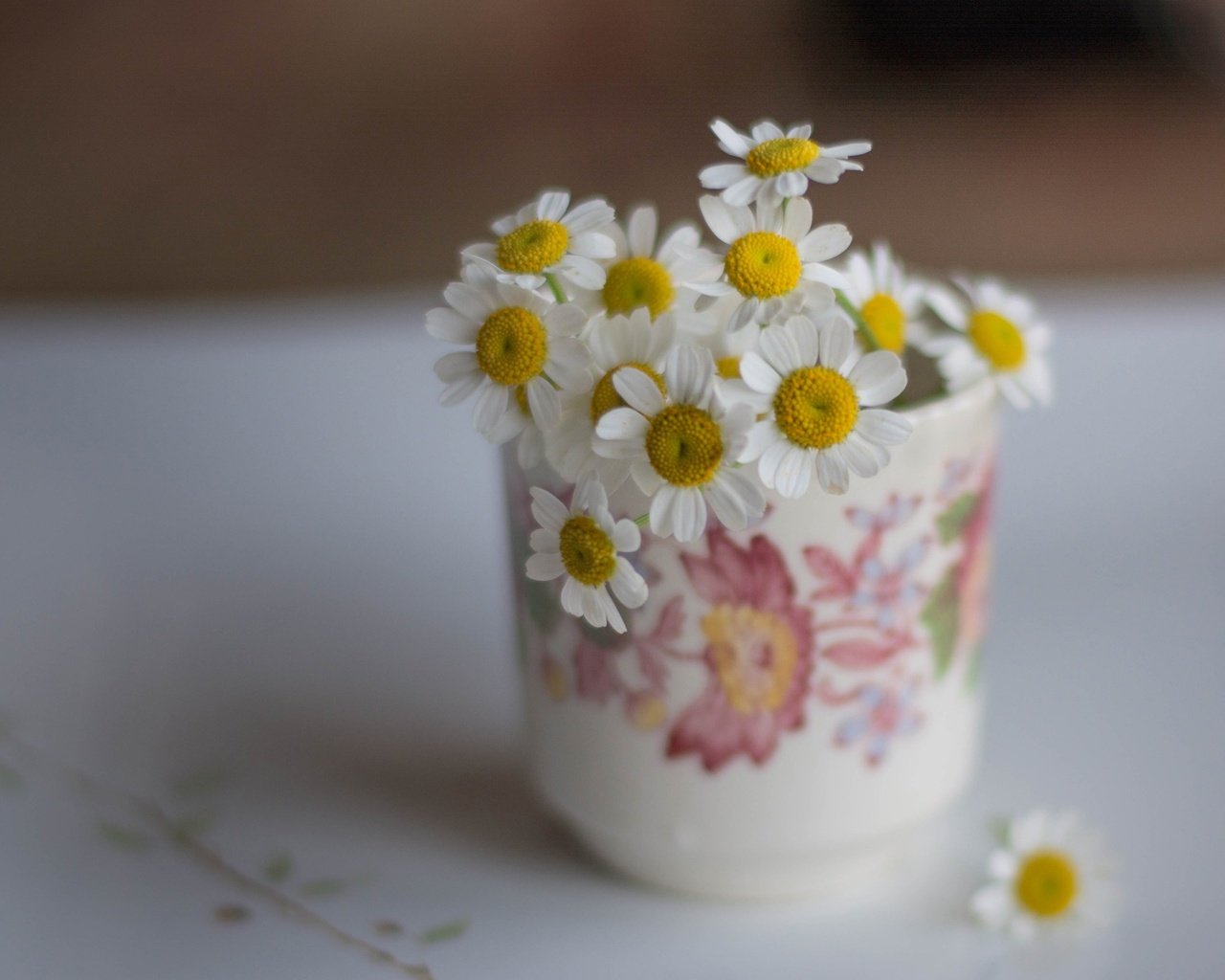 Обои цветы, лепестки, кружка, ромашки, белые, букетик, боке, flowers, petals, mug, chamomile, white, a bunch, bokeh разрешение 2560x1641 Загрузить