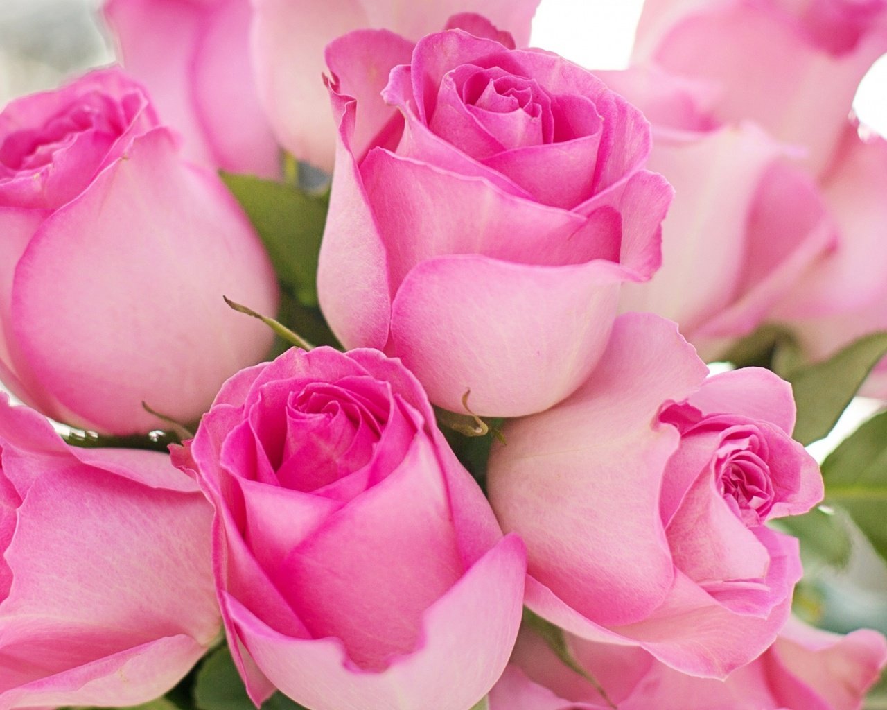 Обои цветы, розы, лепестки, бутон, букет, розовые, flowers, roses, petals, bud, bouquet, pink разрешение 2560x1595 Загрузить