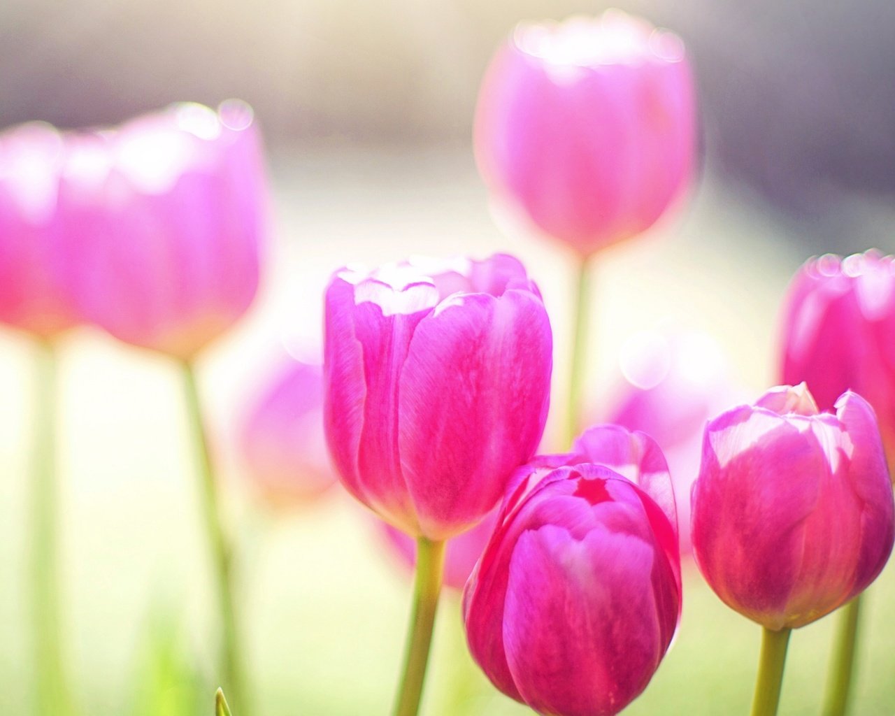 Обои цветы, лепестки, весна, тюльпаны, розовые, тюльпан, flowers, petals, spring, tulips, pink, tulip разрешение 2484x1553 Загрузить