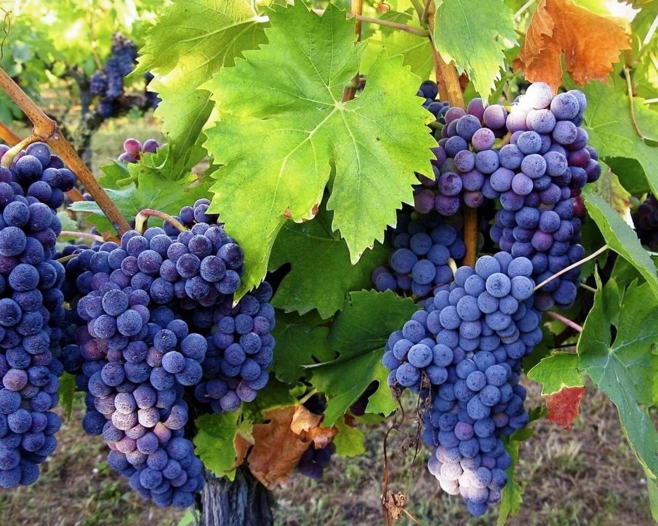 Обои листья, виноград, лоза, грозди, leaves, grapes, vine, bunches разрешение 1920x1200 Загрузить