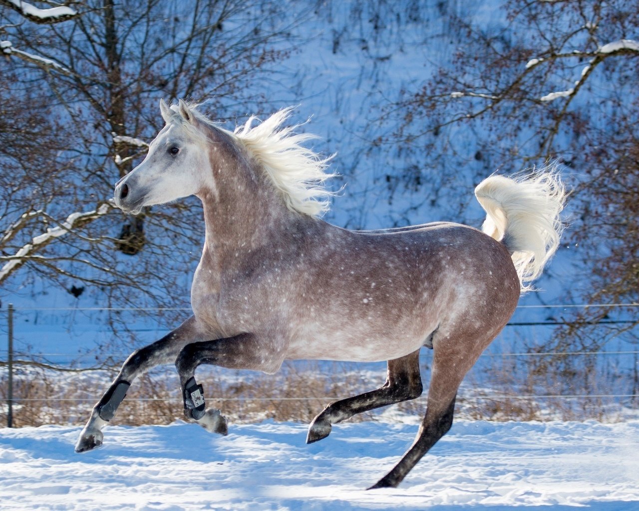 Обои лошадь, снег, зима, конь, грива, бег, копыта, скакун, horse, snow, winter, mane, running, hooves разрешение 4000x1870 Загрузить