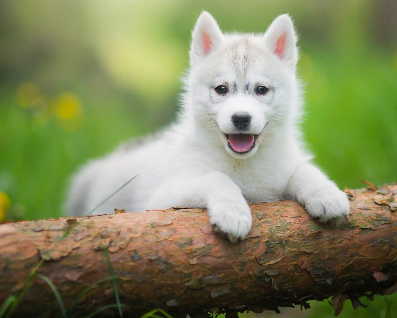 Обои трава, дерево, зелень, щенок, хаски, язык, бревно, лужайка, grass, tree, greens, puppy, husky, language, log, lawn разрешение 2048x1152 Загрузить