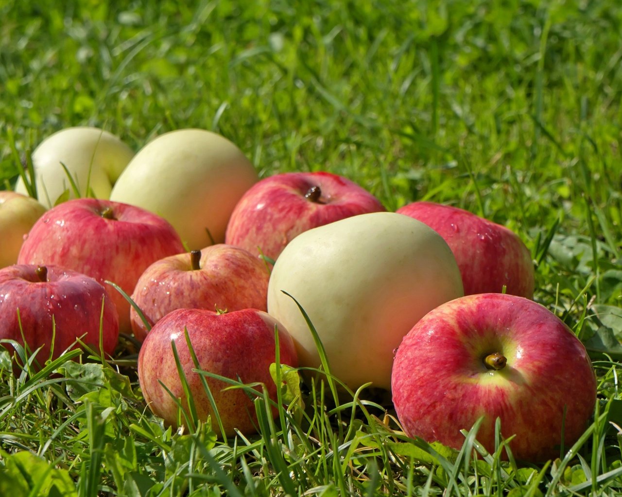 Обои трава, фрукты, яблоки, плоды, трава. z, kjrb, grass, fruit, apples, grass. z разрешение 2560x1600 Загрузить