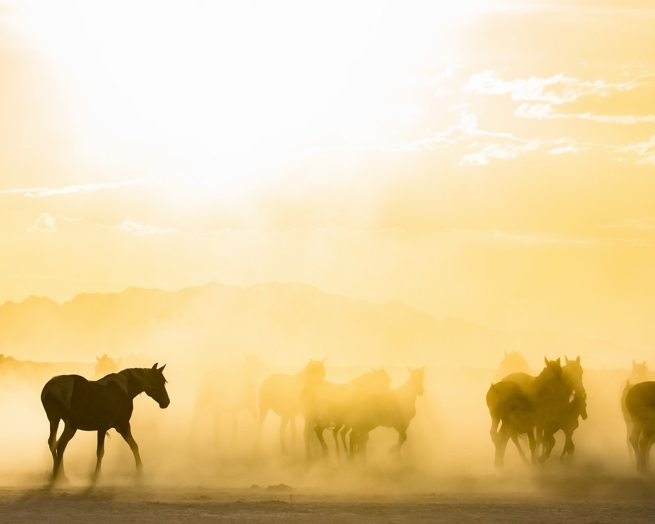 Обои утро, туман, лошади, кони, табун, солнечный свет, morning, fog, horse, horses, the herd, sunlight разрешение 2843x1440 Загрузить