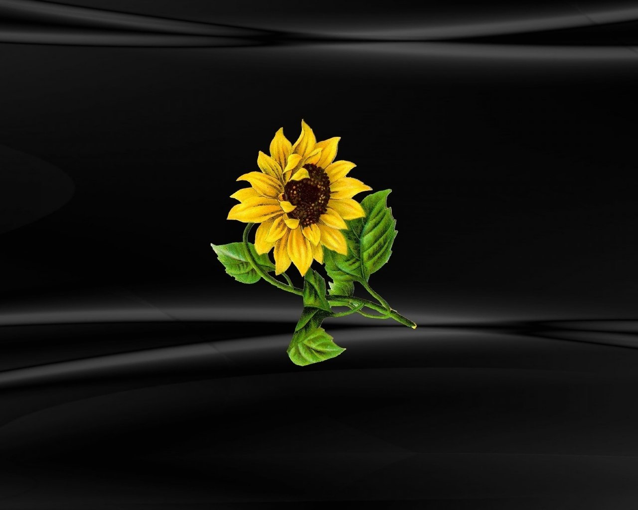 Обои цветок, подсолнух, черный фон, винда, windows 10, flower, sunflower, black background, windows разрешение 1920x1080 Загрузить