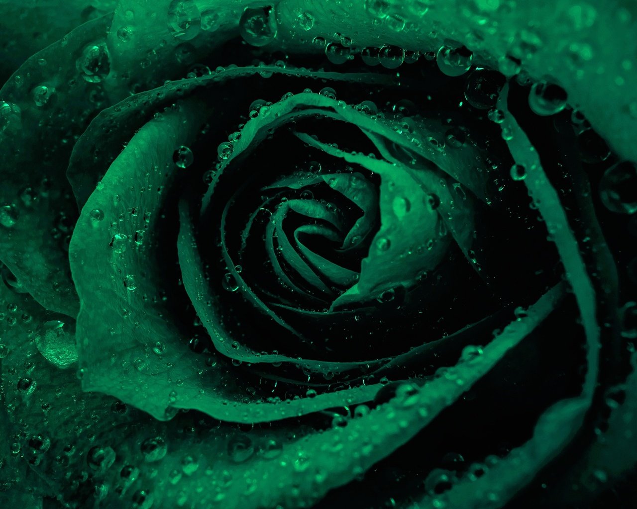Обои вода, цветок, роса, капли, роза, лепестки, бутон, water, flower, rosa, drops, rose, petals, bud разрешение 2048x1333 Загрузить