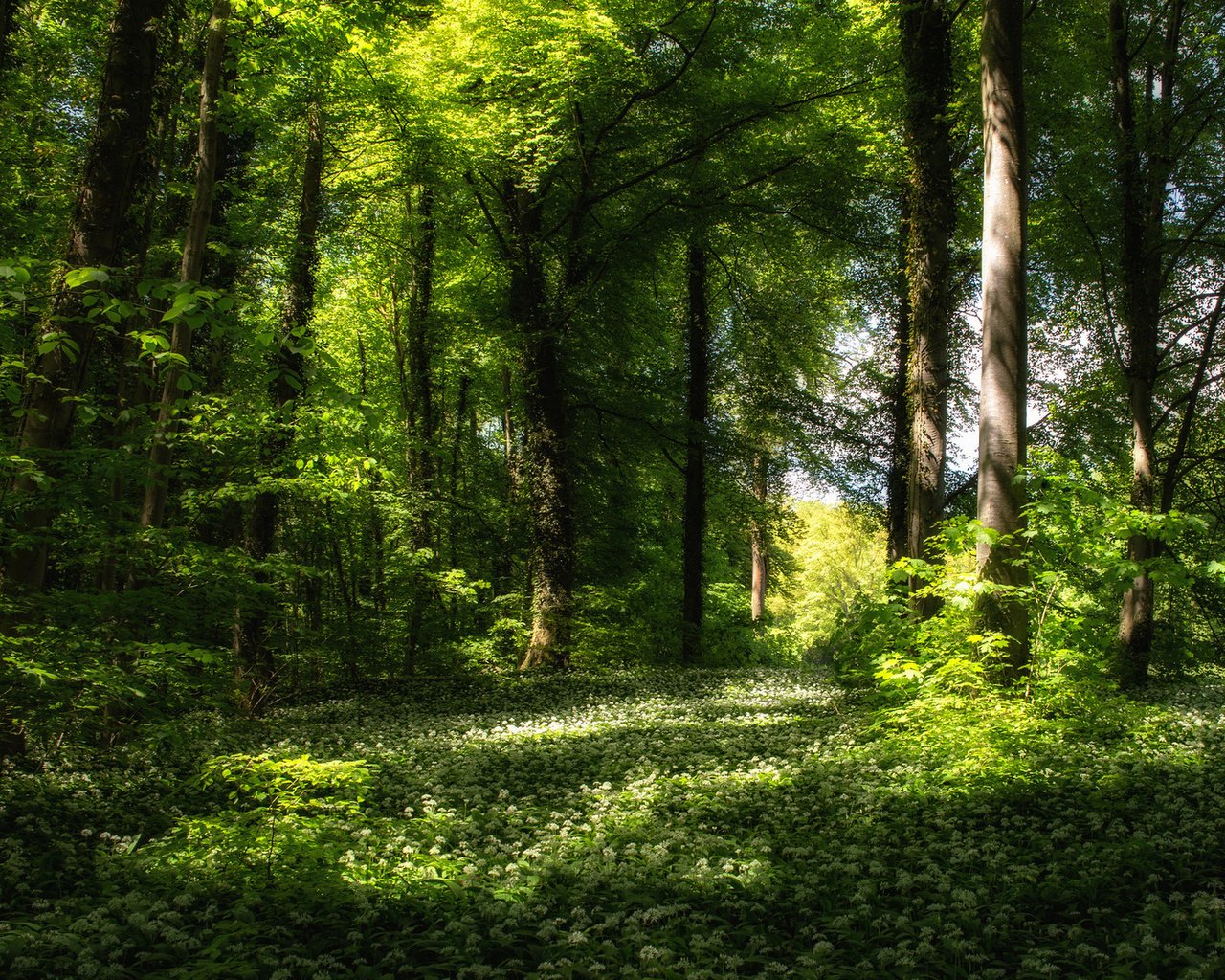 Обои цветы, трава, деревья, зелень, лес, весна, flowers, grass, trees, greens, forest, spring разрешение 1920x1200 Загрузить