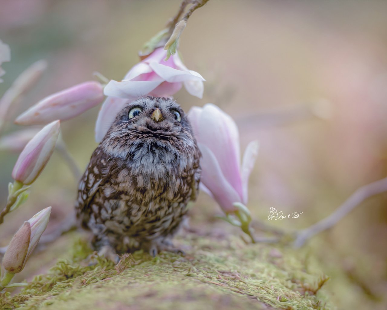 Обои сова, природа, цветок, размытость, птица, совенок, tanja brandt, owl, nature, flower, blur, bird, owlet разрешение 2048x1363 Загрузить