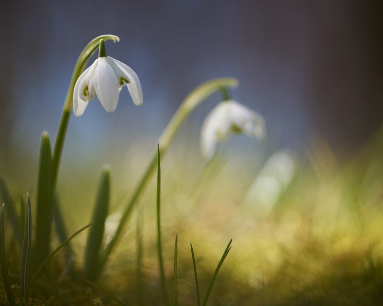 Обои цветы, размытость, весна, подснежники, signe goldmann, flowers, blur, spring, snowdrops разрешение 1920x1080 Загрузить