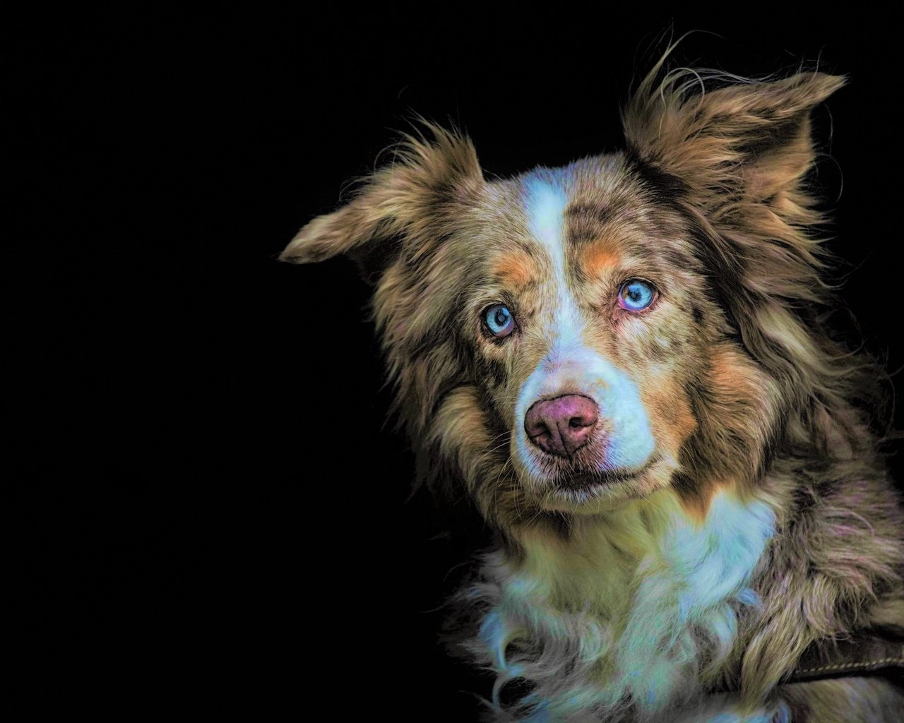 Обои глаза, взгляд, собака, черный фон, австралийская овчарка, eyes, look, dog, black background, australian shepherd разрешение 2560x1709 Загрузить