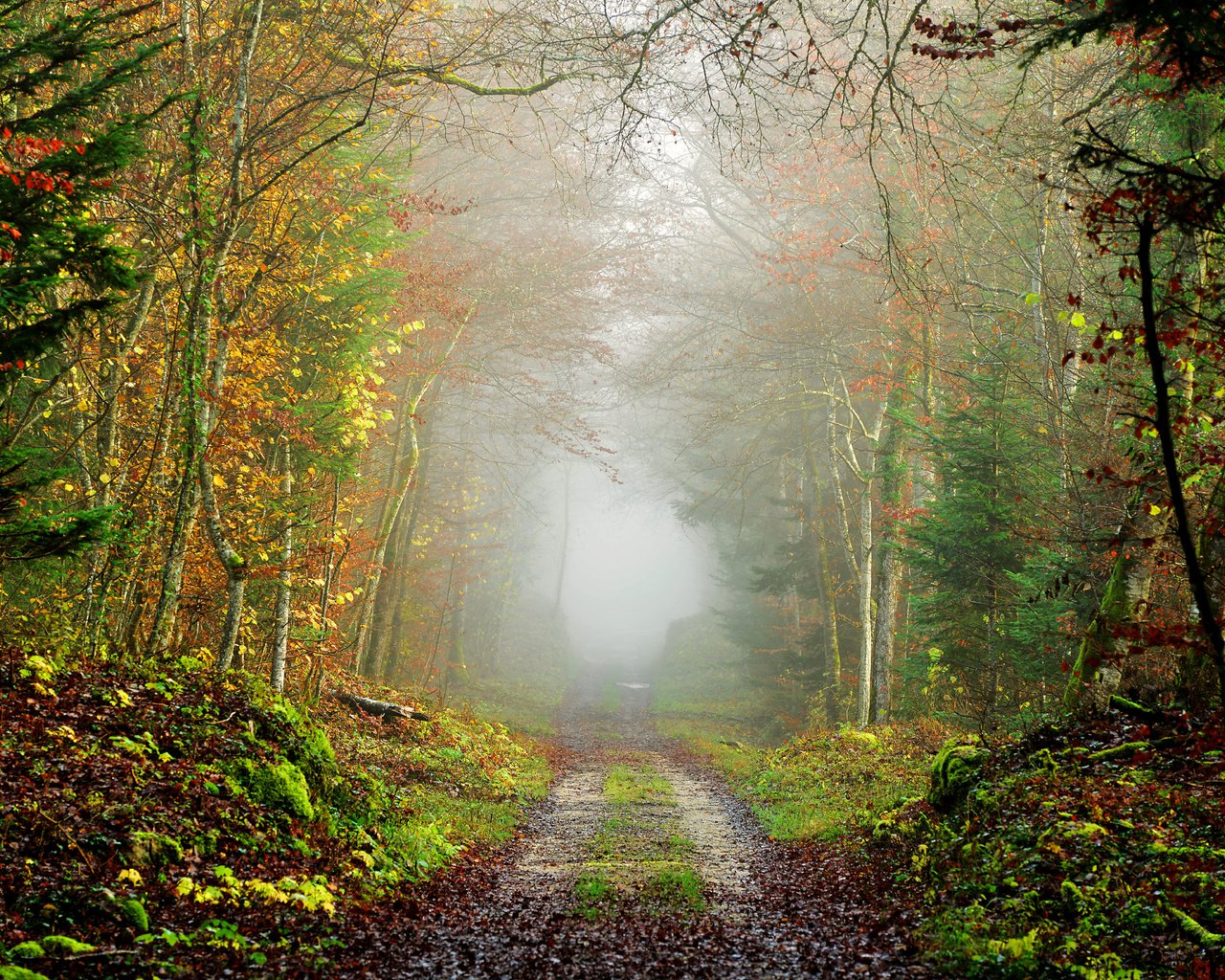 Обои дорога, природа, дерево, лес, пейзаж, туман, осень, road, nature, tree, forest, landscape, fog, autumn разрешение 7360x4912 Загрузить