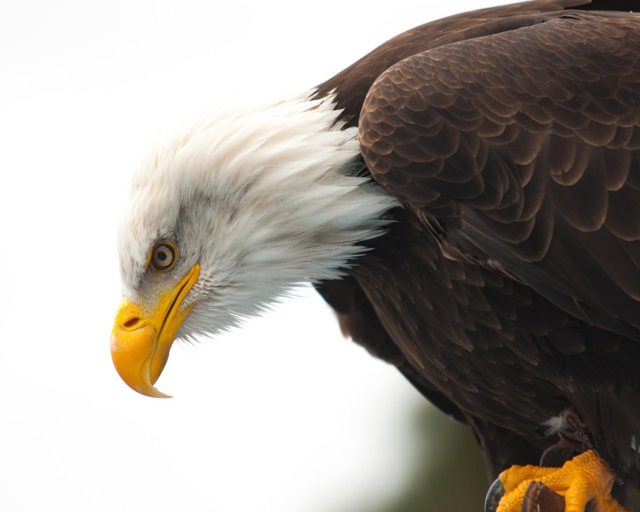 Обои животные, орел, птица, клюв, белоголовый орлан, animals, eagle, bird, beak, bald eagle разрешение 2048x1360 Загрузить