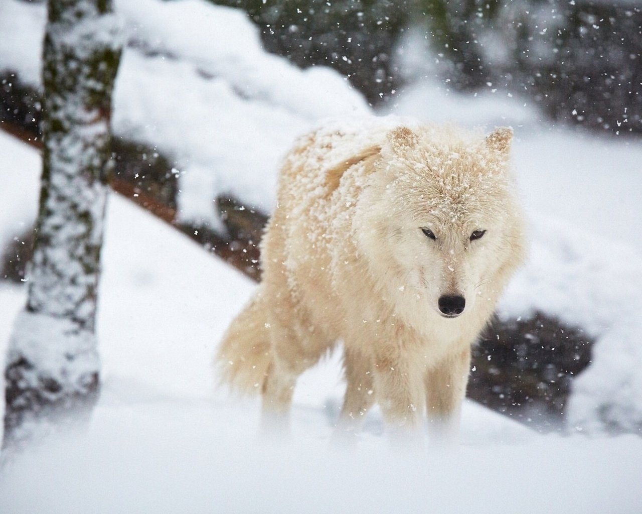 Обои зима, белый, хищник, волк, winter, white, predator, wolf разрешение 1920x1200 Загрузить