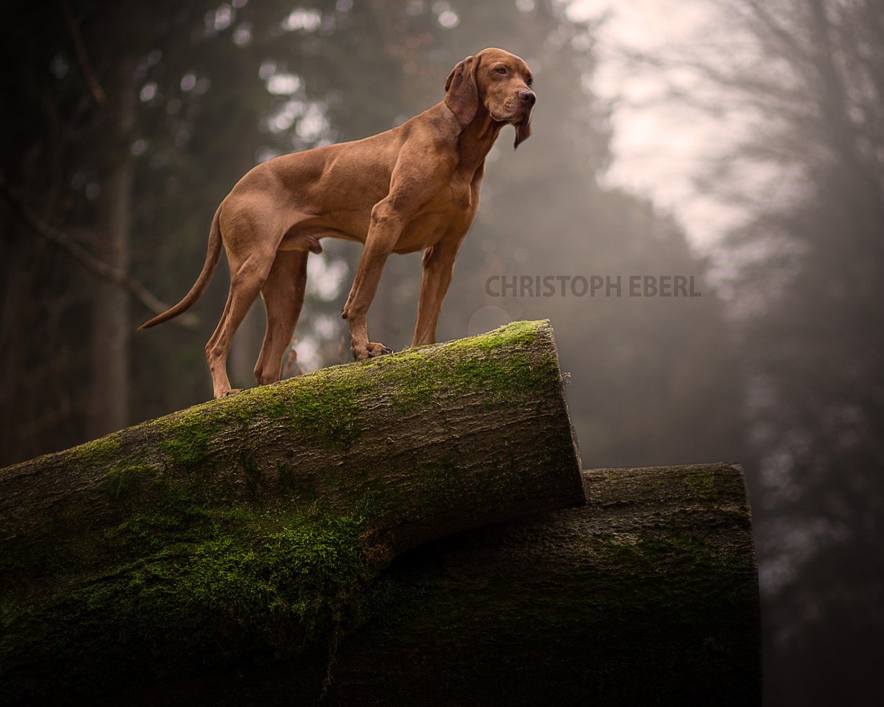 Обои природа, собака, мох, бревно, родезийский риджбек, риджбек, nature, dog, moss, log, rhodesian ridgeback, ridgeback разрешение 1920x1200 Загрузить