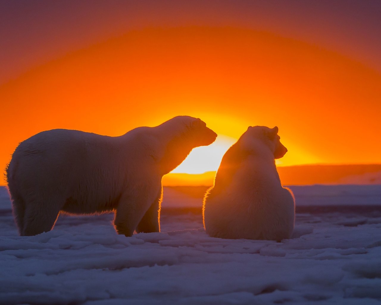 Обои снег, закат, медведи, арктика, белые медведи, полярные медведи, snow, sunset, bears, arctic, polar bears разрешение 3720x2480 Загрузить