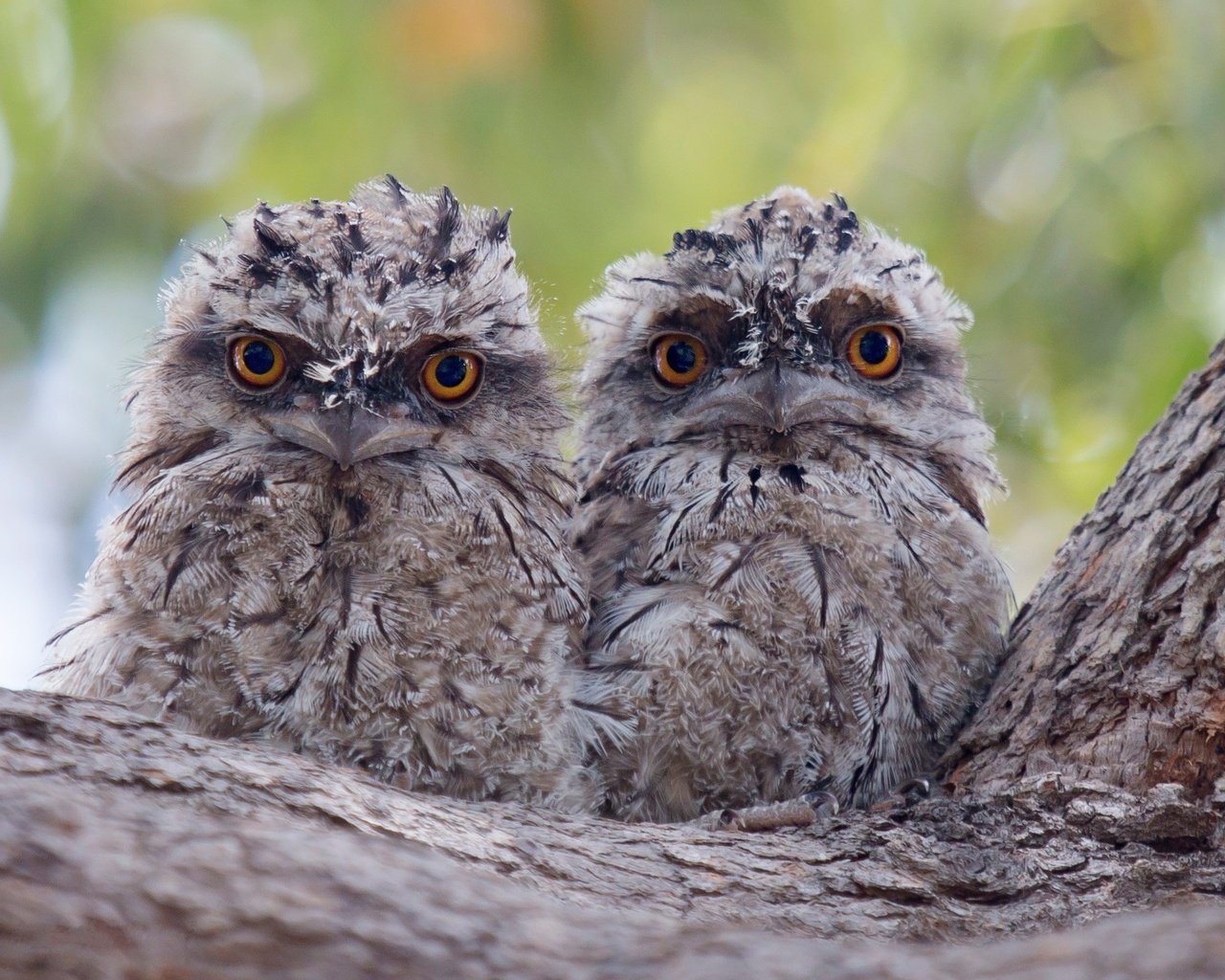 Обои дерево, птицы, кора, птенцы, совы, совята, tree, birds, bark, chicks, owls, owlets разрешение 2434x1691 Загрузить