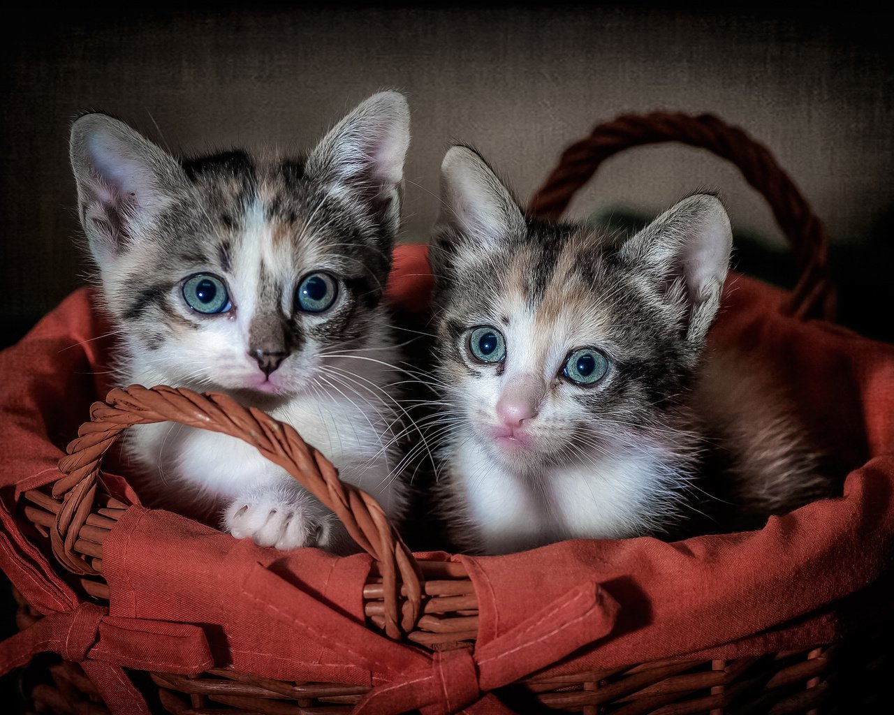 Обои глаза, взгляд, корзина, кошки, котята, eyes, look, basket, cats, kittens разрешение 3000x2045 Загрузить