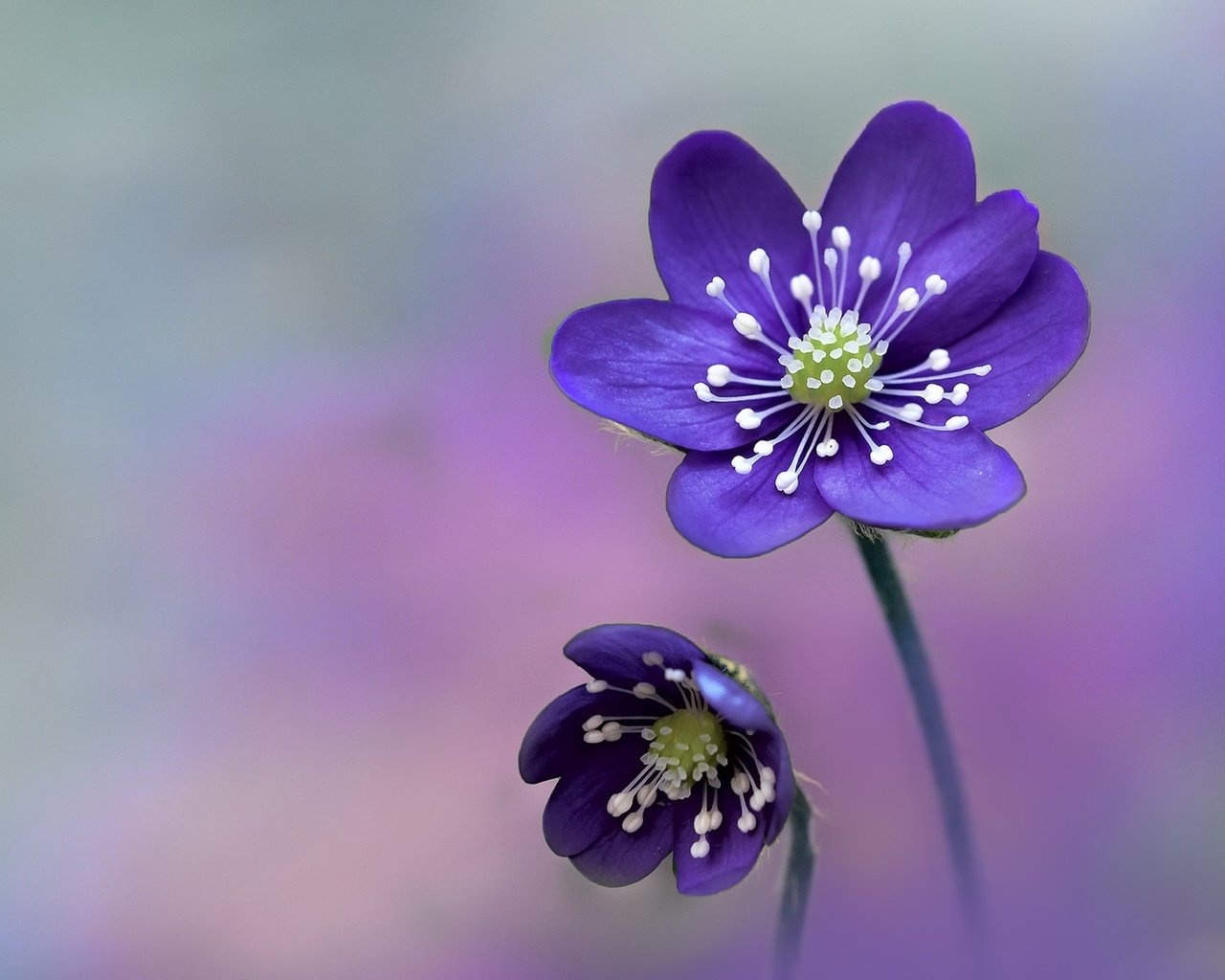 Обои цветы, анемона, фиолетовые цветы, ветреница, печёночница, перелеска, flowers, anemone, purple flowers, pechenocna, the coppice разрешение 3840x2160 Загрузить