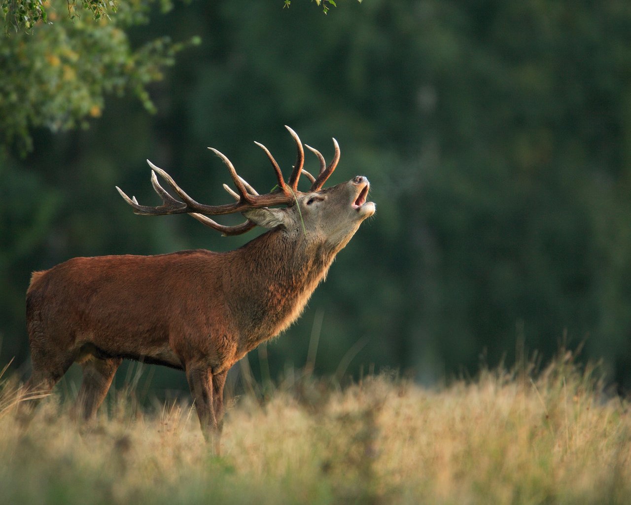 Обои природа, олень, фон, рога, благородный олень, марал, nature, deer, background, horns, red deer, maral разрешение 1920x1200 Загрузить