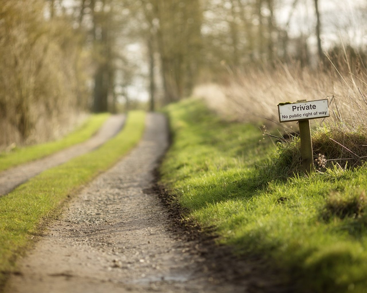 Обои дорога, трава, природа, лес, весна, частное, road, grass, nature, forest, spring, private разрешение 1920x1200 Загрузить