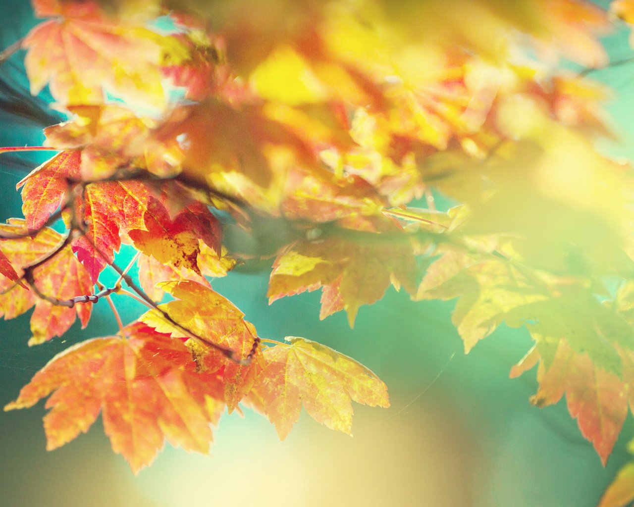 Обои листья, макро, осень, клен, leaves, macro, autumn, maple разрешение 1920x1200 Загрузить