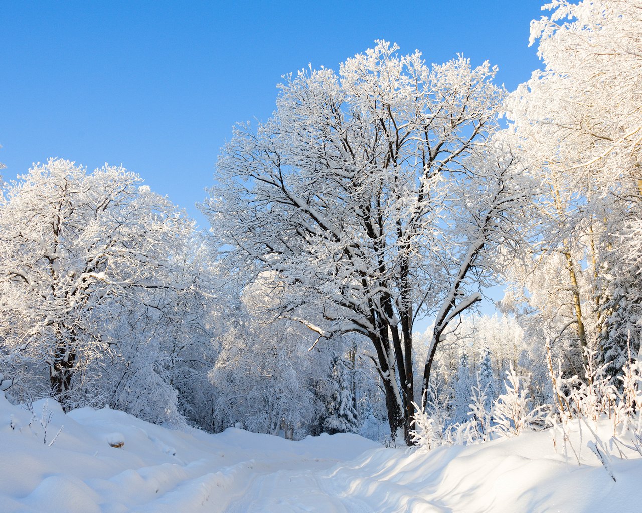 Обои природа, лес, зима, парк, россия, урал, nature, forest, winter, park, russia, ural разрешение 2560x1600 Загрузить