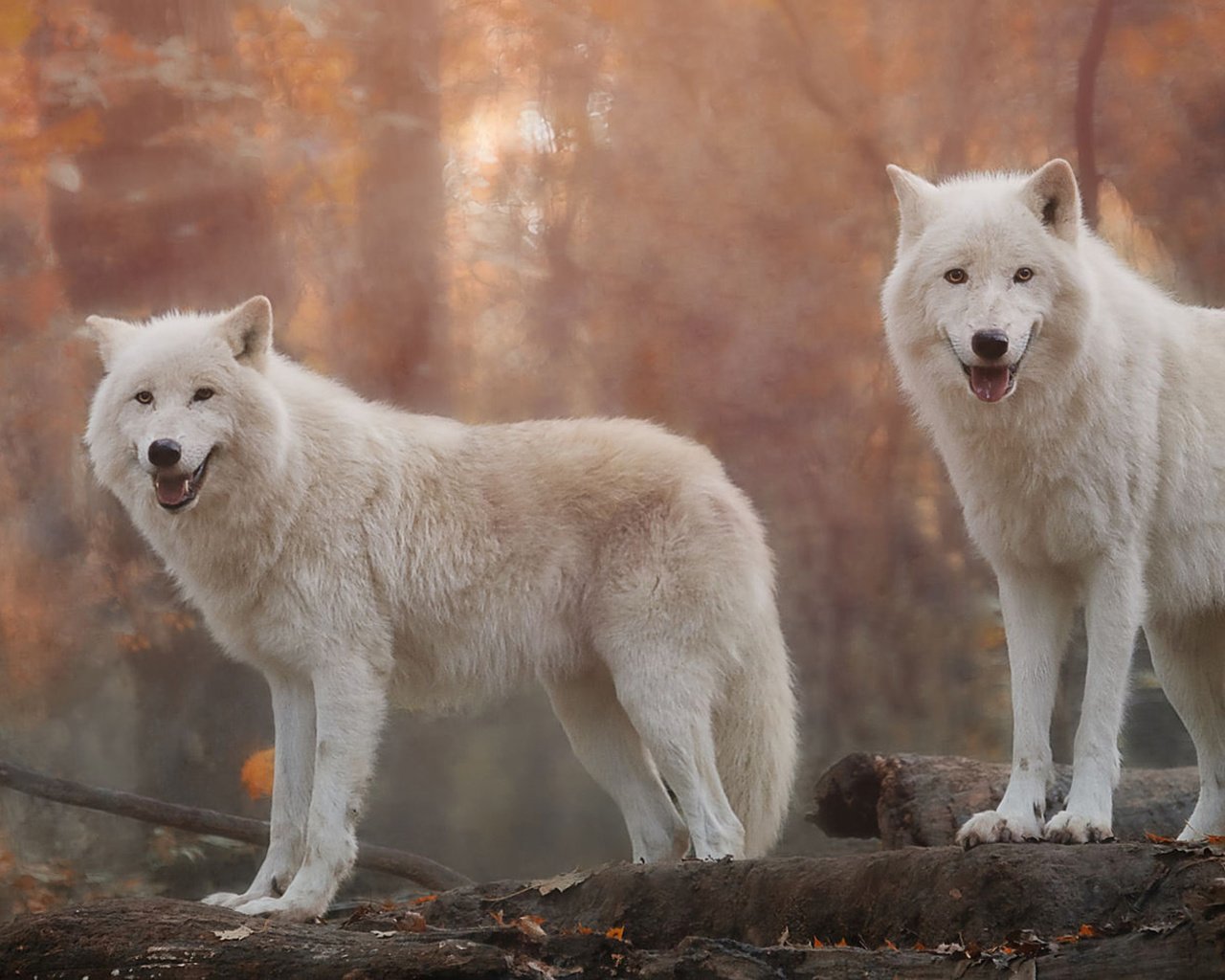 Длинный волк белый