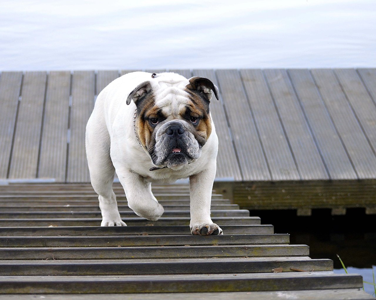 Обои лестница, собака, прогулка, животное, бульдог, английский бульдог, ladder, dog, walk, animal, bulldog, english bulldog разрешение 4512x3000 Загрузить