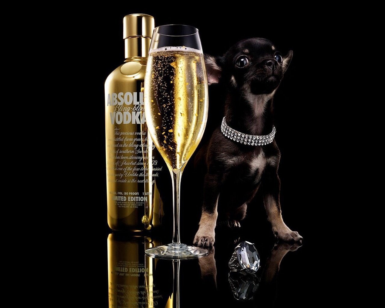 Обои чихуахуа, собака, absolut, щенок, бокал, черный фон, бутылка, шампанское, алкоголь, водка, chihuahua, dog, puppy, glass, black background, bottle, champagne, alcohol, vodka разрешение 1920x1080 Загрузить