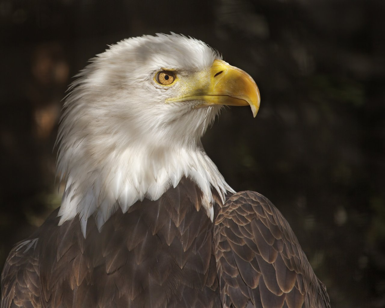 Обои хищник, птица, клюв, перья, белоголовый орлан, predator, bird, beak, feathers, bald eagle разрешение 2048x1365 Загрузить