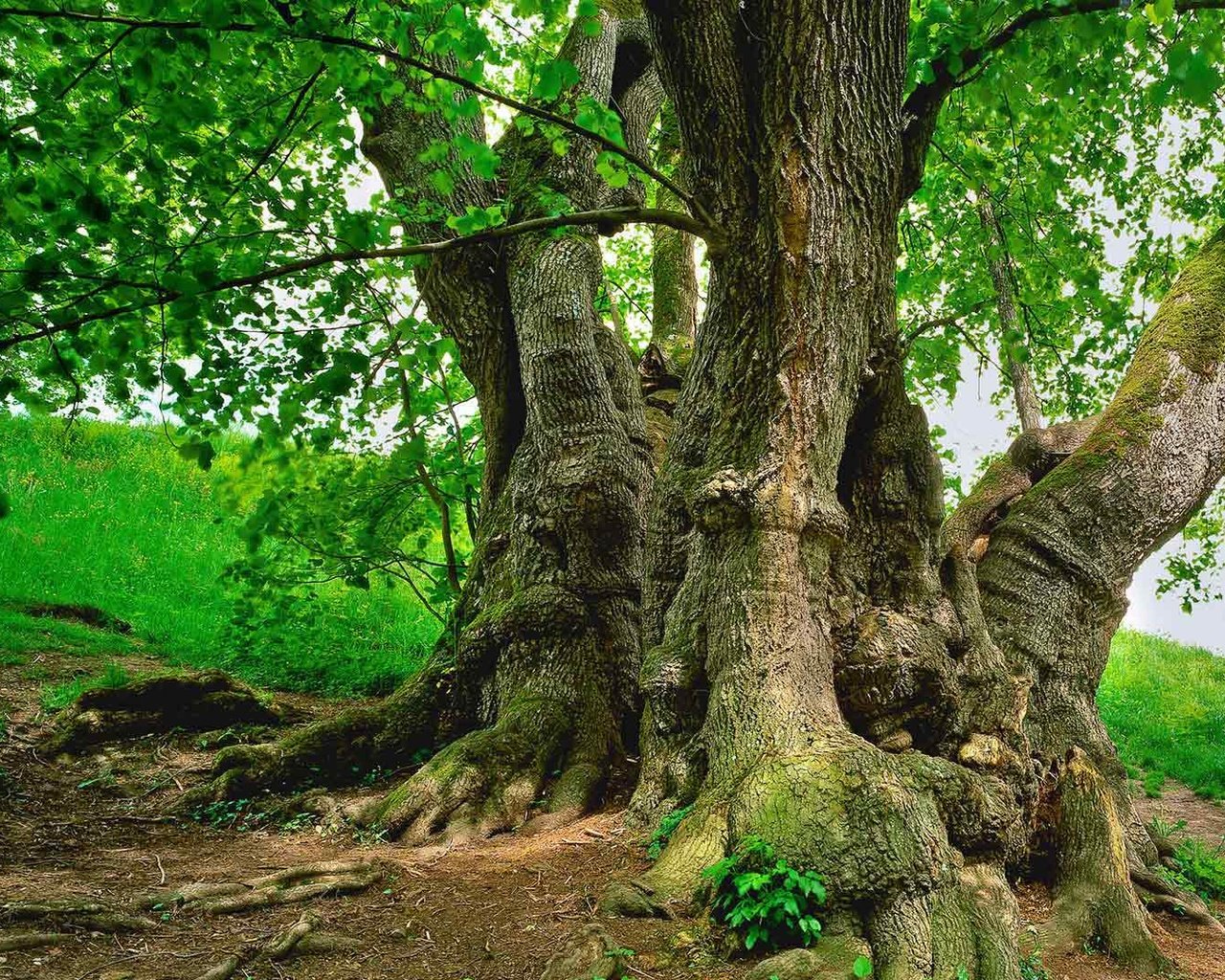 Обои природа, дерево, листья, ветки, стволы, весна, зеленые листья, nature, tree, leaves, branches, trunks, spring, green leaves разрешение 1920x1080 Загрузить