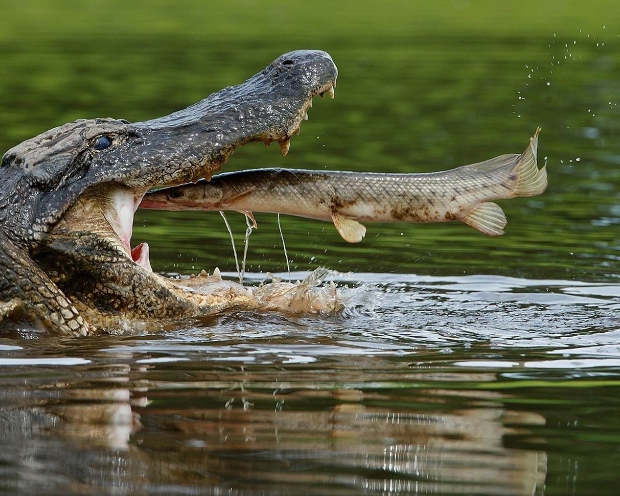 Обои вода, крокодил, пасть, рыба, пресмыкающиеся, щука, water, crocodile, mouth, fish, reptiles, pike разрешение 1920x1138 Загрузить