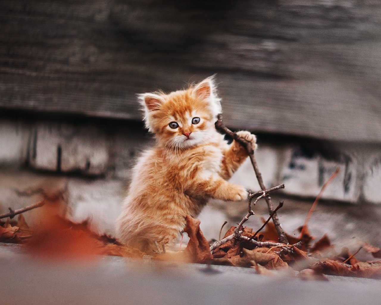 Обои природа, кот, кошка, осень, котенок, рыжик, рыжий котенок, gctgv, afinogenova tatyana, nature, cat, autumn, kitty, ginger, ginger kitten разрешение 1920x1295 Загрузить