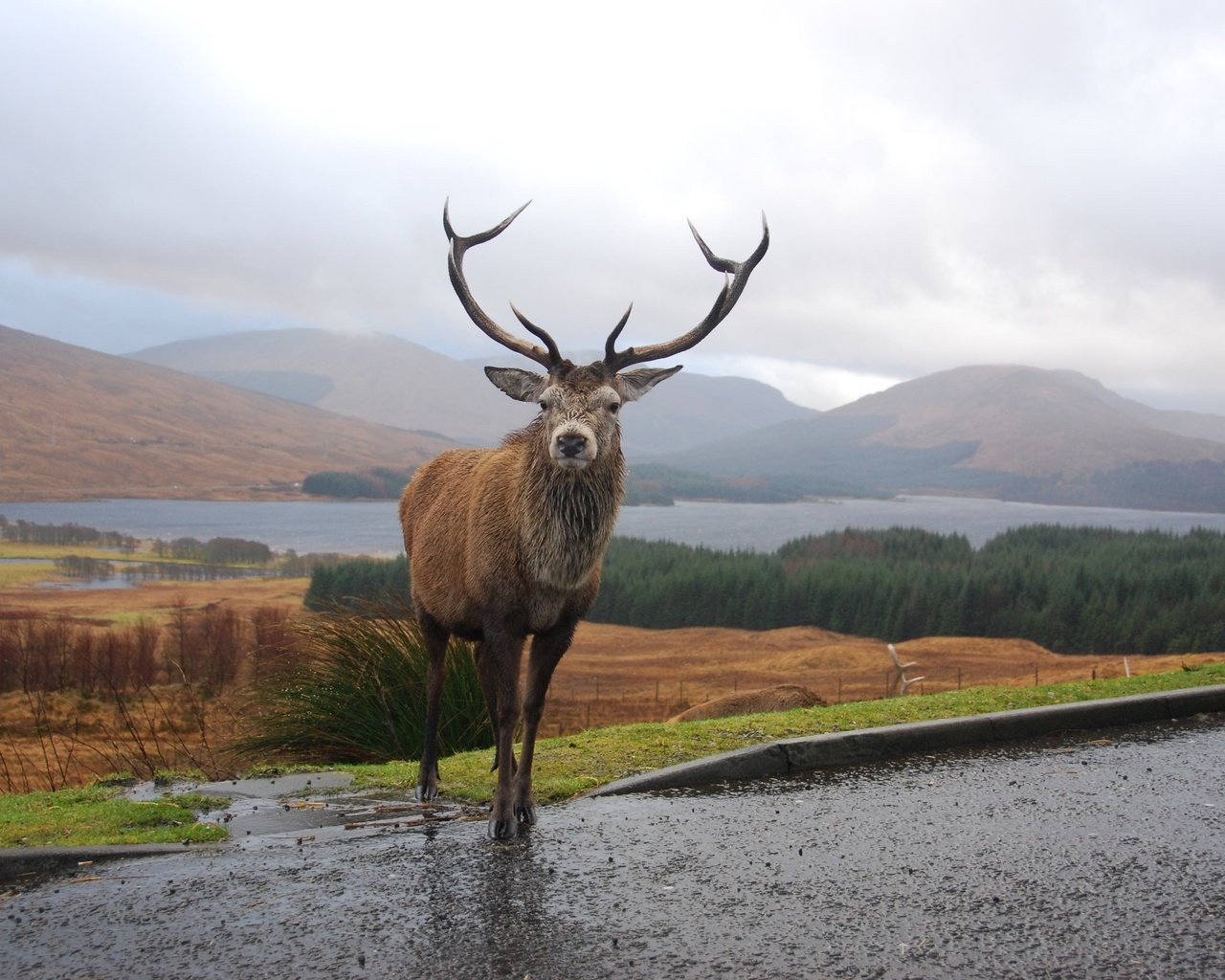 Обои горы, олень, рога, шотландия, mountains, deer, horns, scotland разрешение 3872x2592 Загрузить