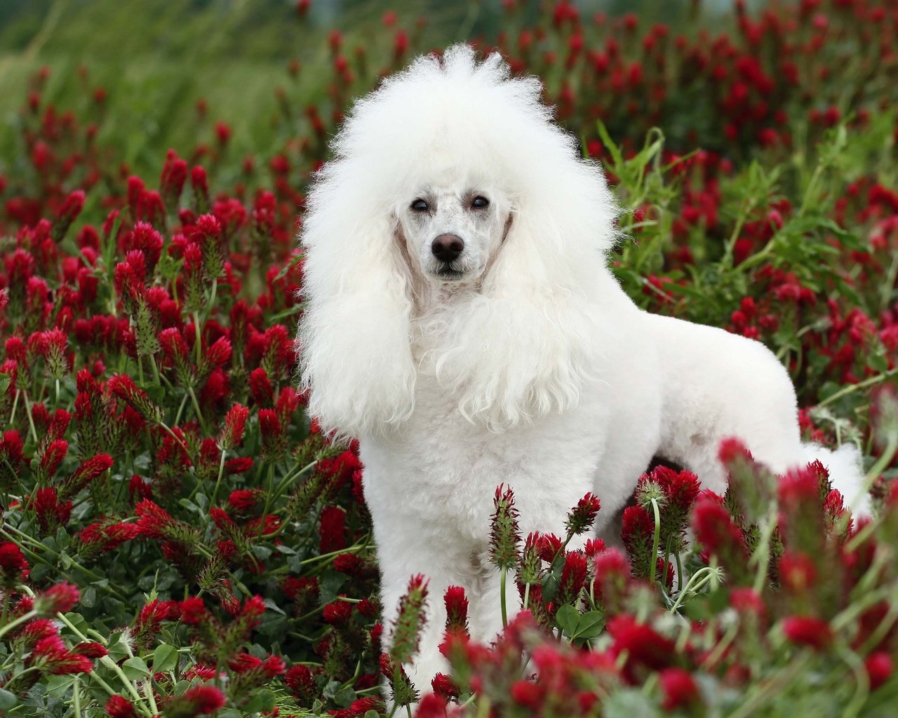 Обои глаза, цветы, взгляд, белый, собака, пудель, eyes, flowers, look, white, dog, poodle разрешение 3840x2400 Загрузить